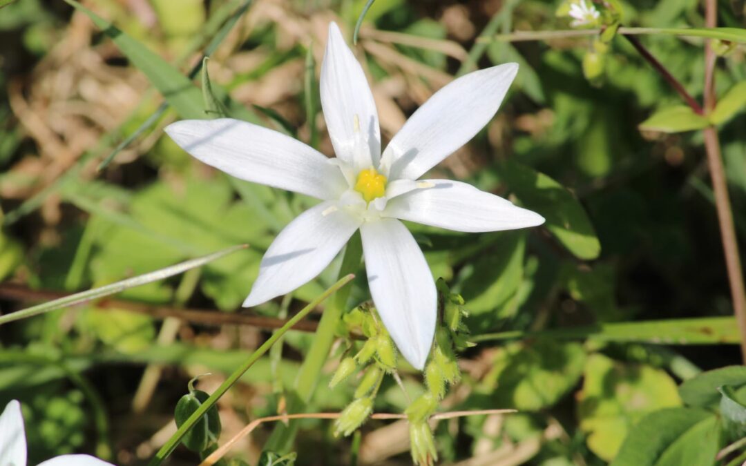 Pacchetto relax per un weekend olistico